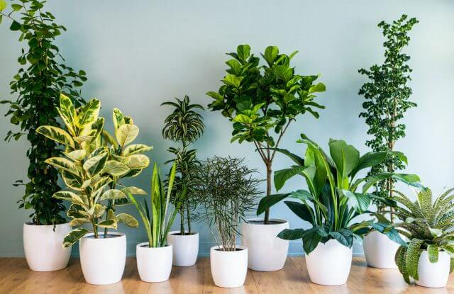 Best Low Maintenance Indoor Plants