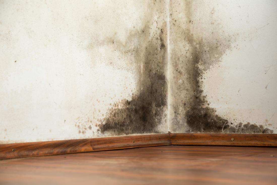 Black Mold Exposure: Symptoms, Prevention, and Remedies