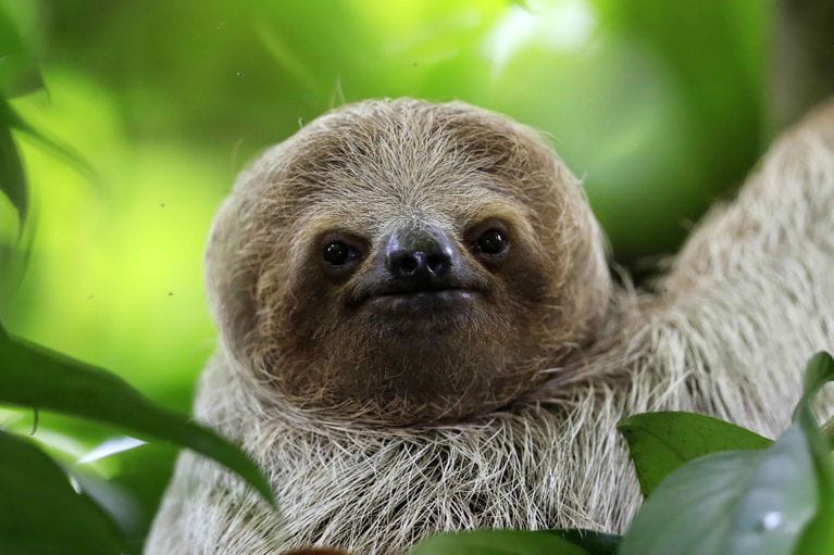 9 Mind Blowing Facts About the Sloths