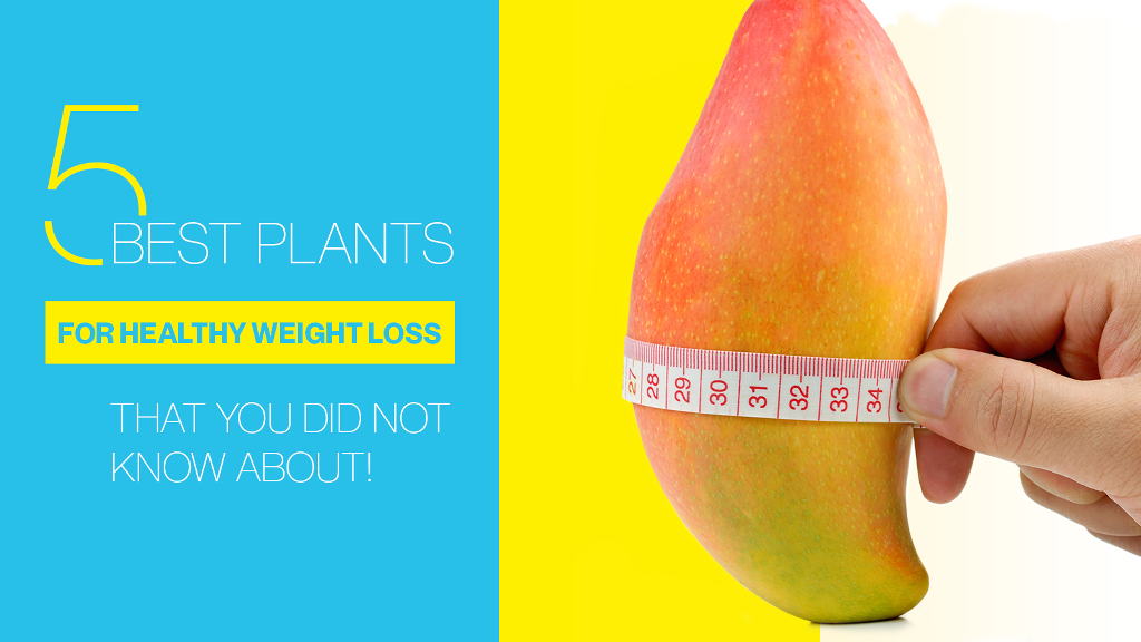 5 Best Plants for Healthy Weight Loss That You did not Know About!